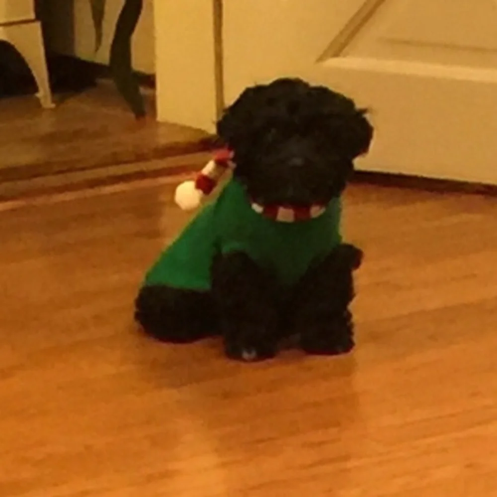 Christmas dog outfit